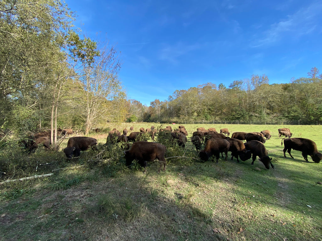 Bison browsing on a fallen tree