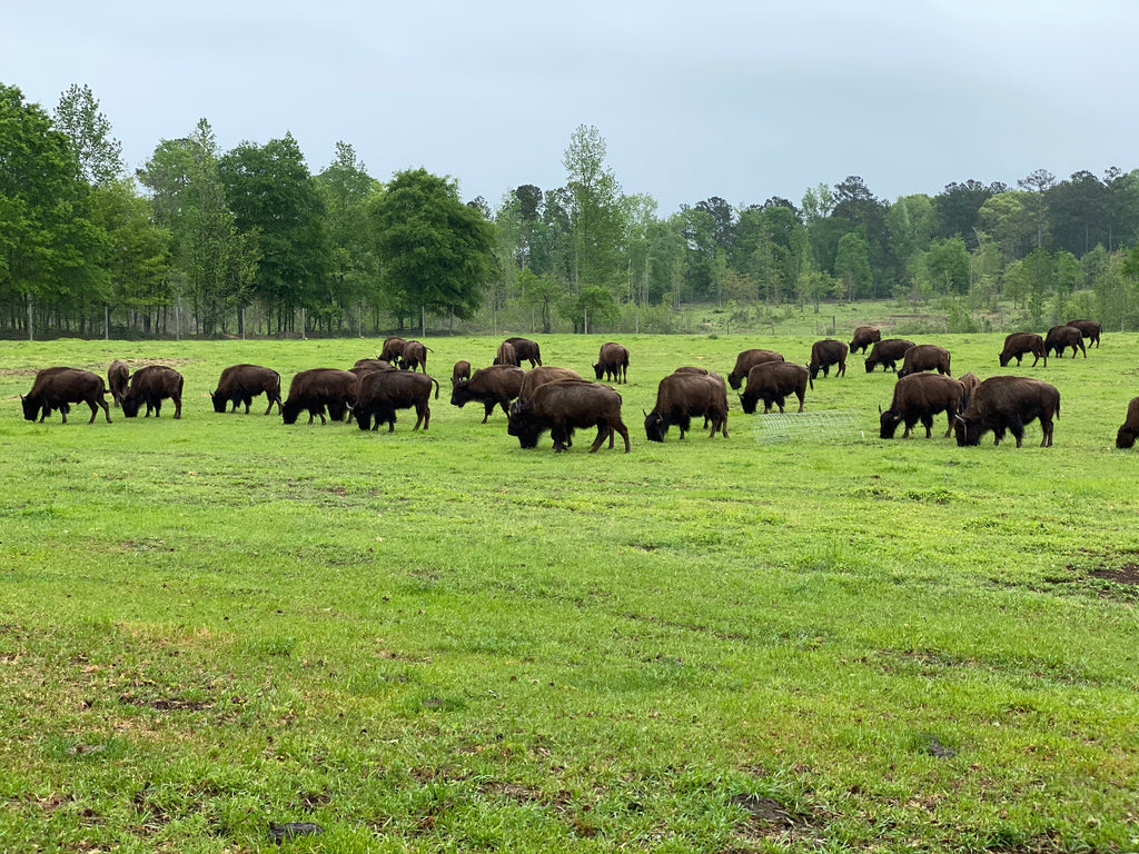 Georgia bison herd in spring pasture