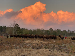 Georgia bison grazing on fall pasture